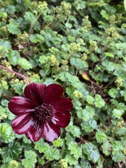 Cosmos atrosanguineus