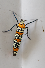 Atteva aurea