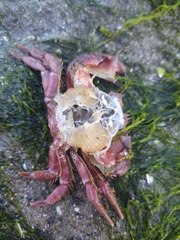 Romaleon antennarium