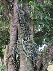 Lepismium cruciforme