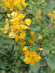 Callaeum macropterum