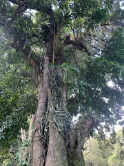 Lepismium cruciforme