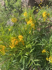 Tecoma stans angustata