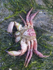 Romaleon antennarium