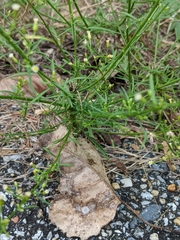 Erigeron