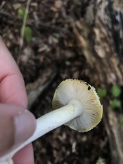 Tricholoma sejunctum