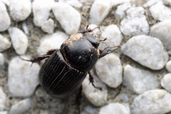 Alissonotum pauper