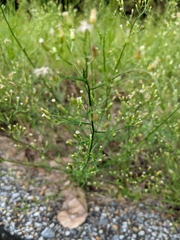 Erigeron