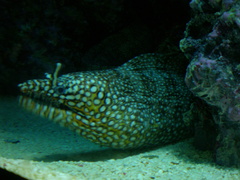 Enchelycore pardalis
