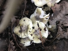 Tricholoma sejunctum