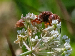 Cerceris bicornuta