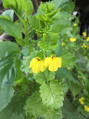 Rhynchocorys elephas