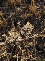 Alyssum desertorum