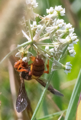 Cerceris bicornuta