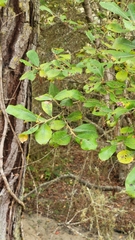 Salix hookeriana