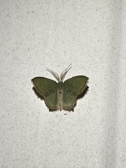 Chloropteryx tepperaria