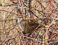 Poodytes punctatus punctatus