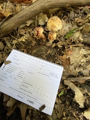 Amanita amerirubescens