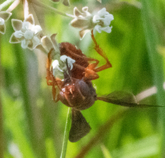 Cerceris bicornuta
