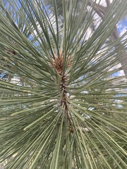 Pinus jeffreyi