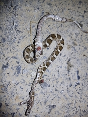 Pantherophis emoryi