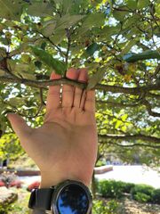 Crataegus phaenopyrum