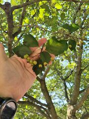 Crataegus phaenopyrum