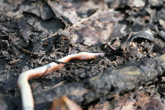 Serpentes