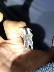 Tolype velleda