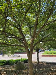 Crataegus phaenopyrum