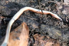Serpentes