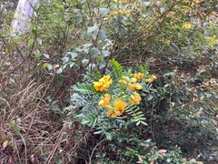 Senna barronfieldii