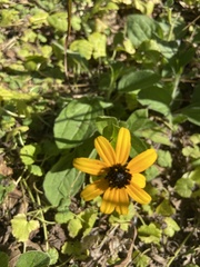Rudbeckia hirta