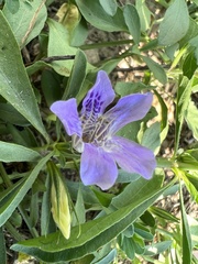 Dyschoriste linearis