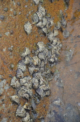 Saccostrea