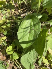 Rudbeckia hirta