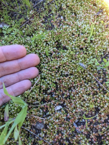 Crassula decumbens