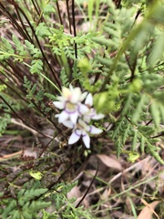 Wurmbea dioica