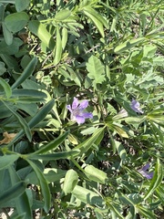 Dyschoriste linearis