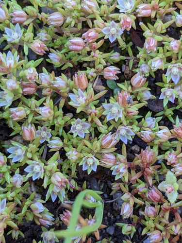Crassula decumbens