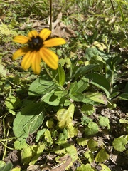 Rudbeckia hirta