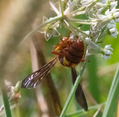 Cerceris bicornuta