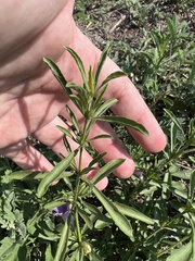 Dyschoriste linearis