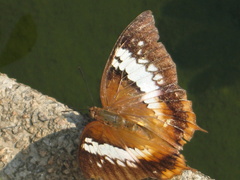 Charaxes