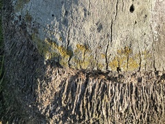 Candelaria concolor