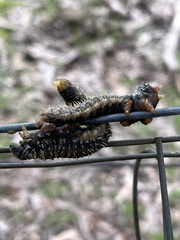 Perga affinis