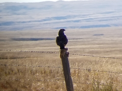 Urocitellus richardsonii