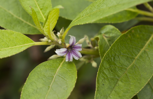 Scaevola mollis
