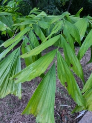 Caryota