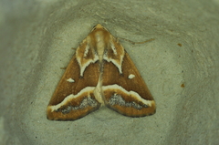 Caripeta angustiorata